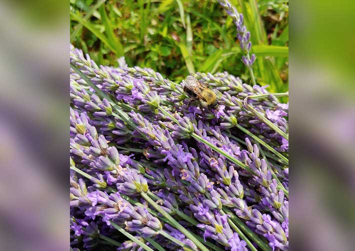 Lavender harvest -Deb Knight