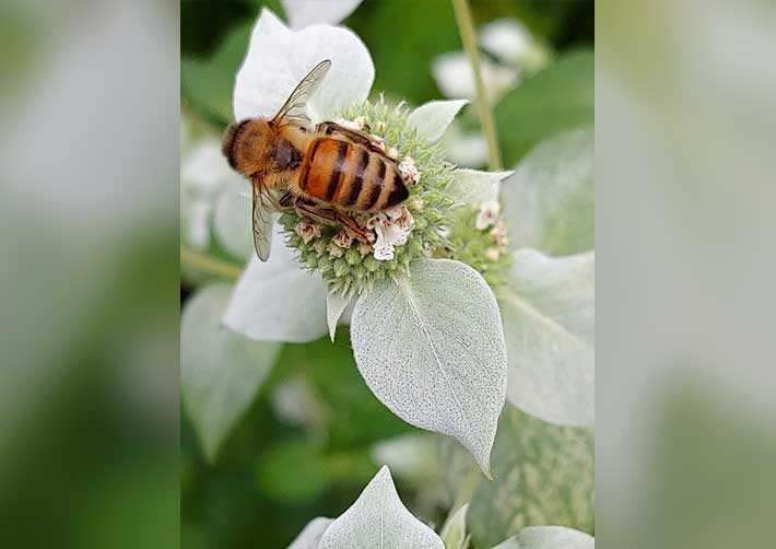 Pollinators at work - Deb Knight