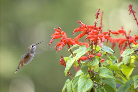 Hummingbird Festivals: An Uncommon Treat